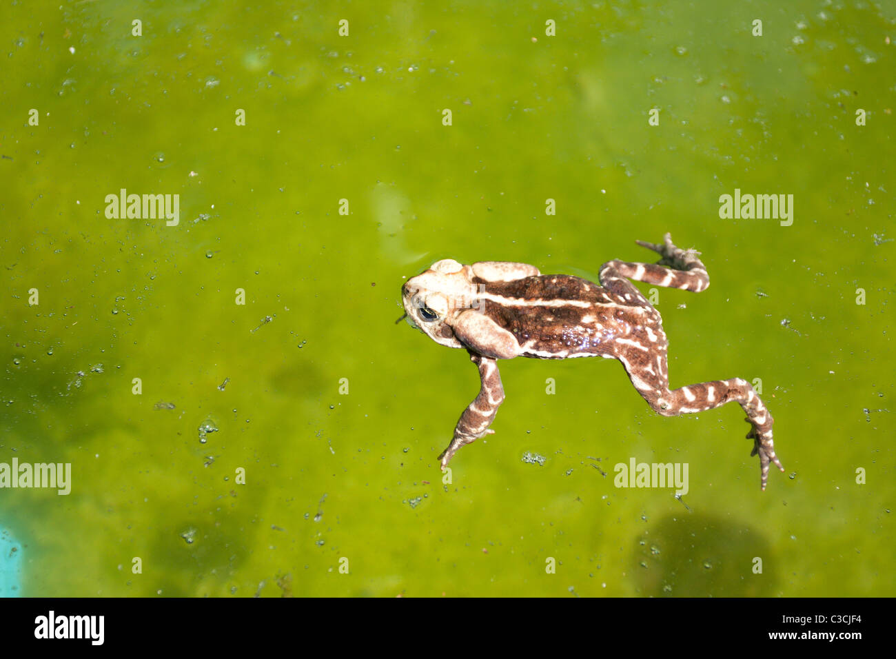 Female Brazilian Cururu toad (Rhinella icterica) swimming in the pool, State of Sao Paulo, Brazil Stock Photo
