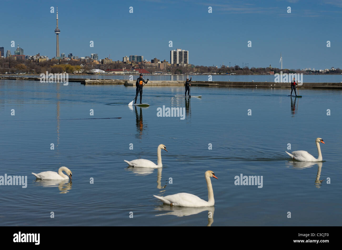 Three people stand up paddle surfing in wet suits with swans on Lake Ontario with Toronto CN Tower Stock Photo