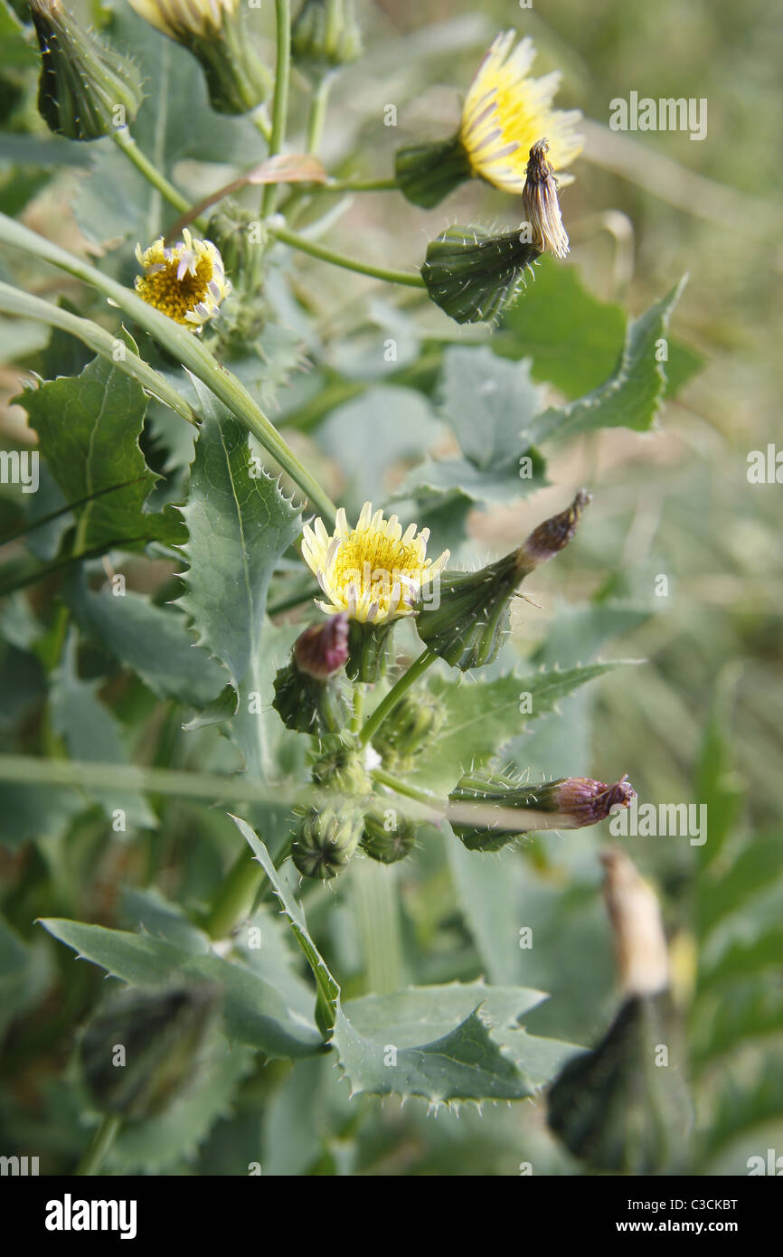 smooth sow-thistle in field. Worksop, Notts, England Sonchus oleraceus Stock Photo