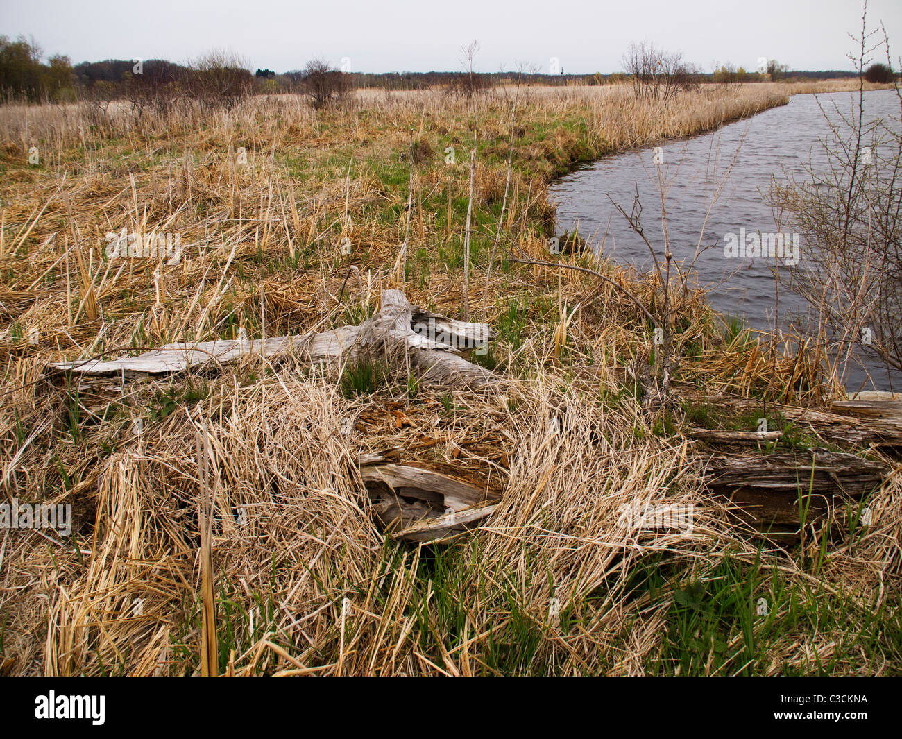 Driftwood lying on a grass covered river bank next to a marsh. Stock Photo