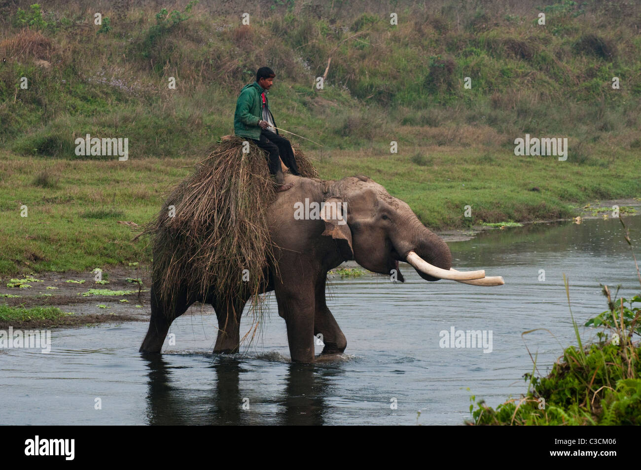 An elephant returning to the Elephant Breeding Centre at Sauraha, laden with forage Stock Photo