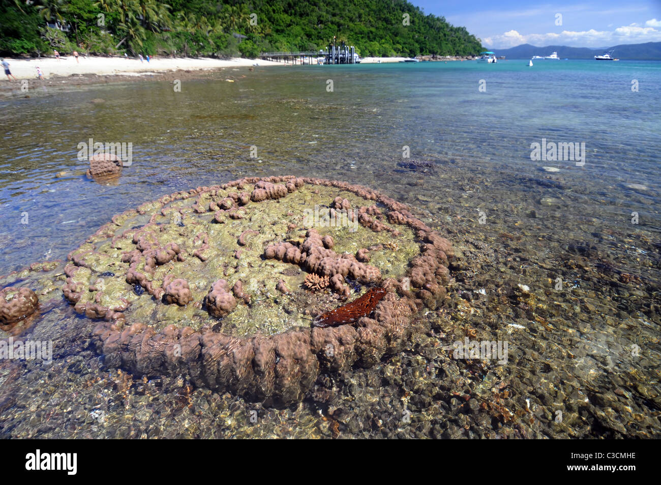 Reef flat hires stock photography and images Alamy