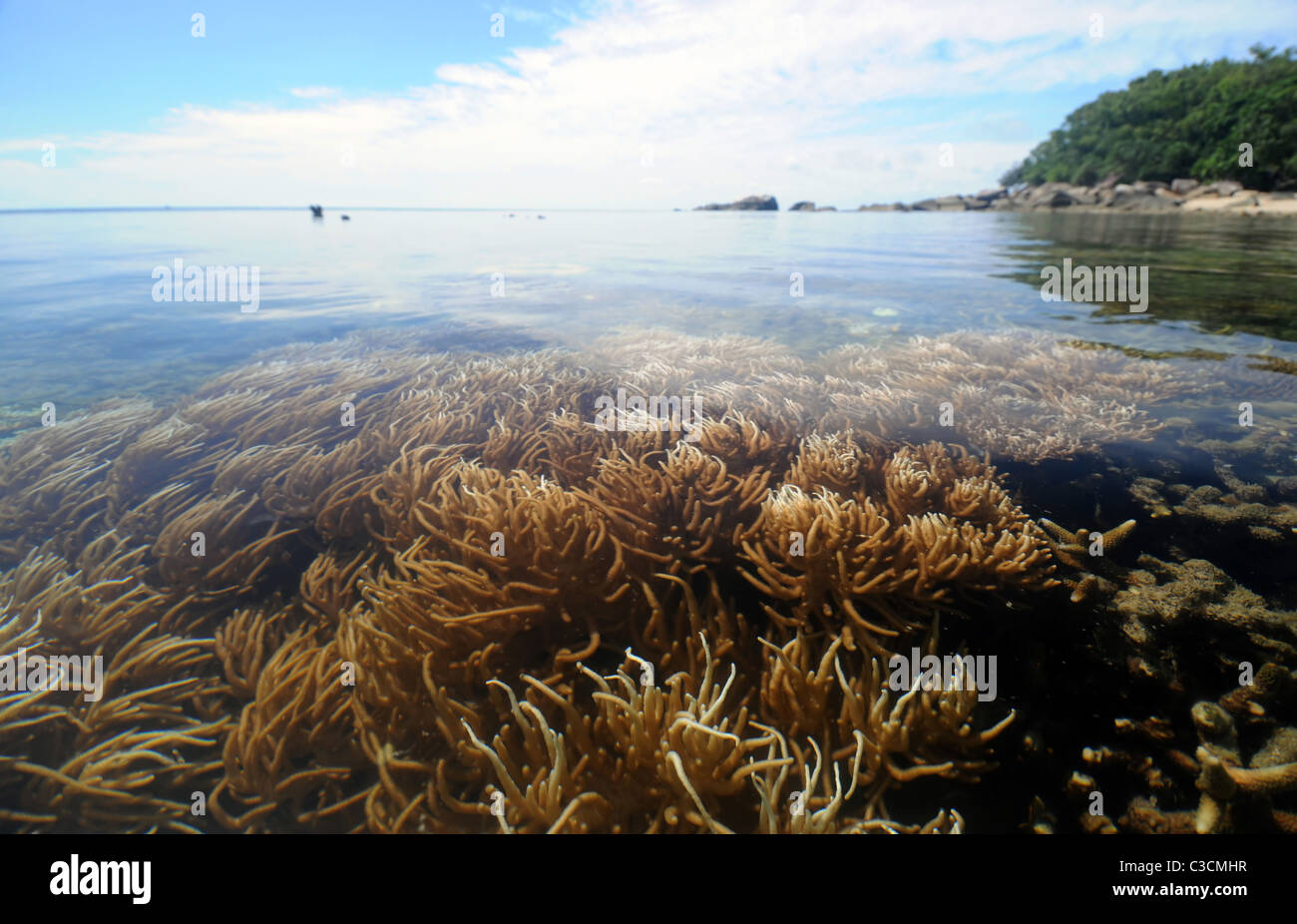 Soft coral in shallows at calm low tide, Fitzroy Island, Great Barrier Reef, Queensland, Australia Stock Photo