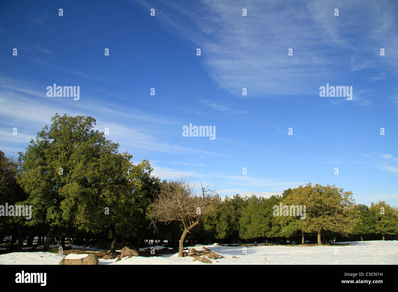 Golan Heights, snow in Odem forest, Mount Hermon is in the background Stock Photo