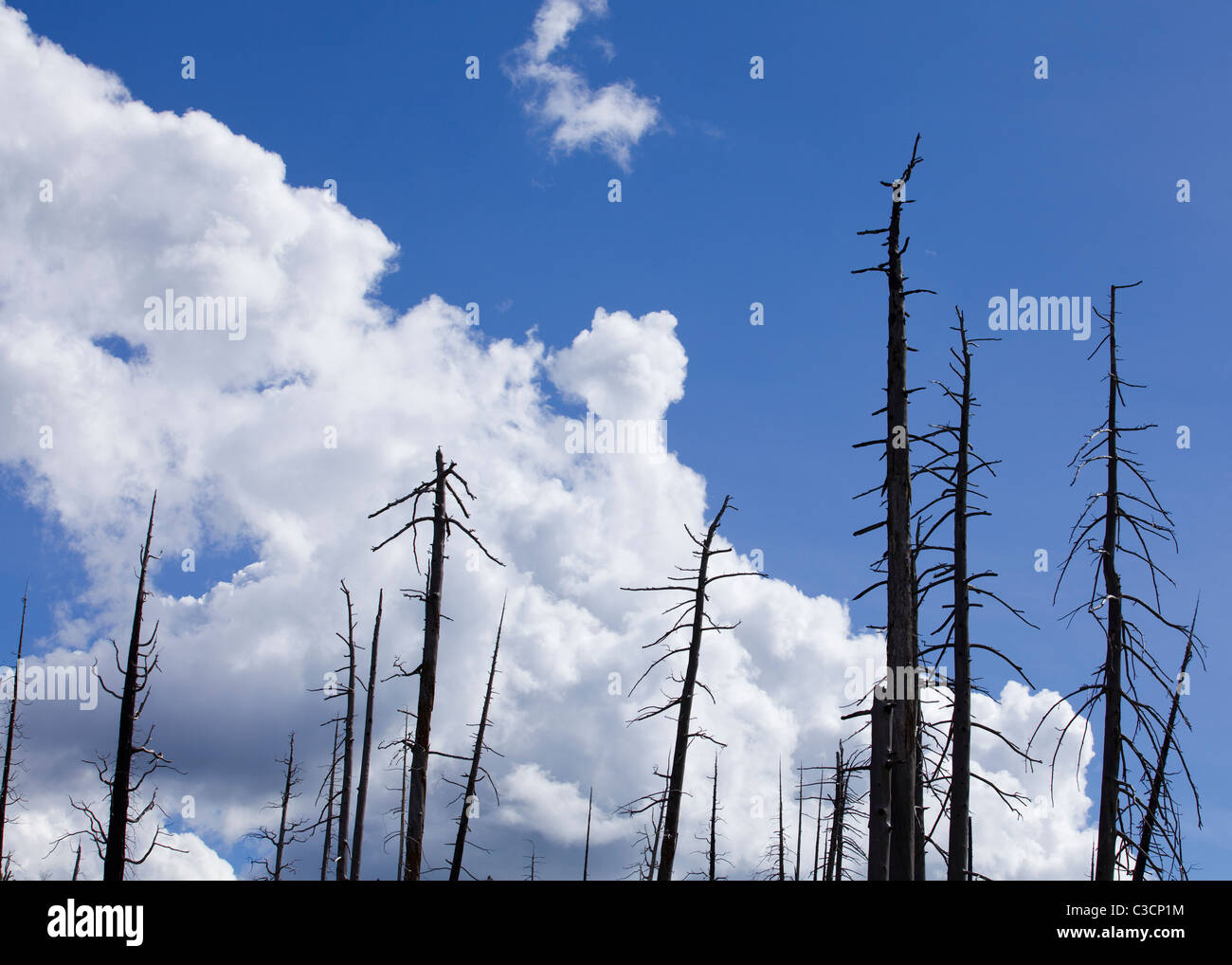 Trees burned in forest fire, against blue cloudy sky - Sierra Nevada mountains, California USA Stock Photo