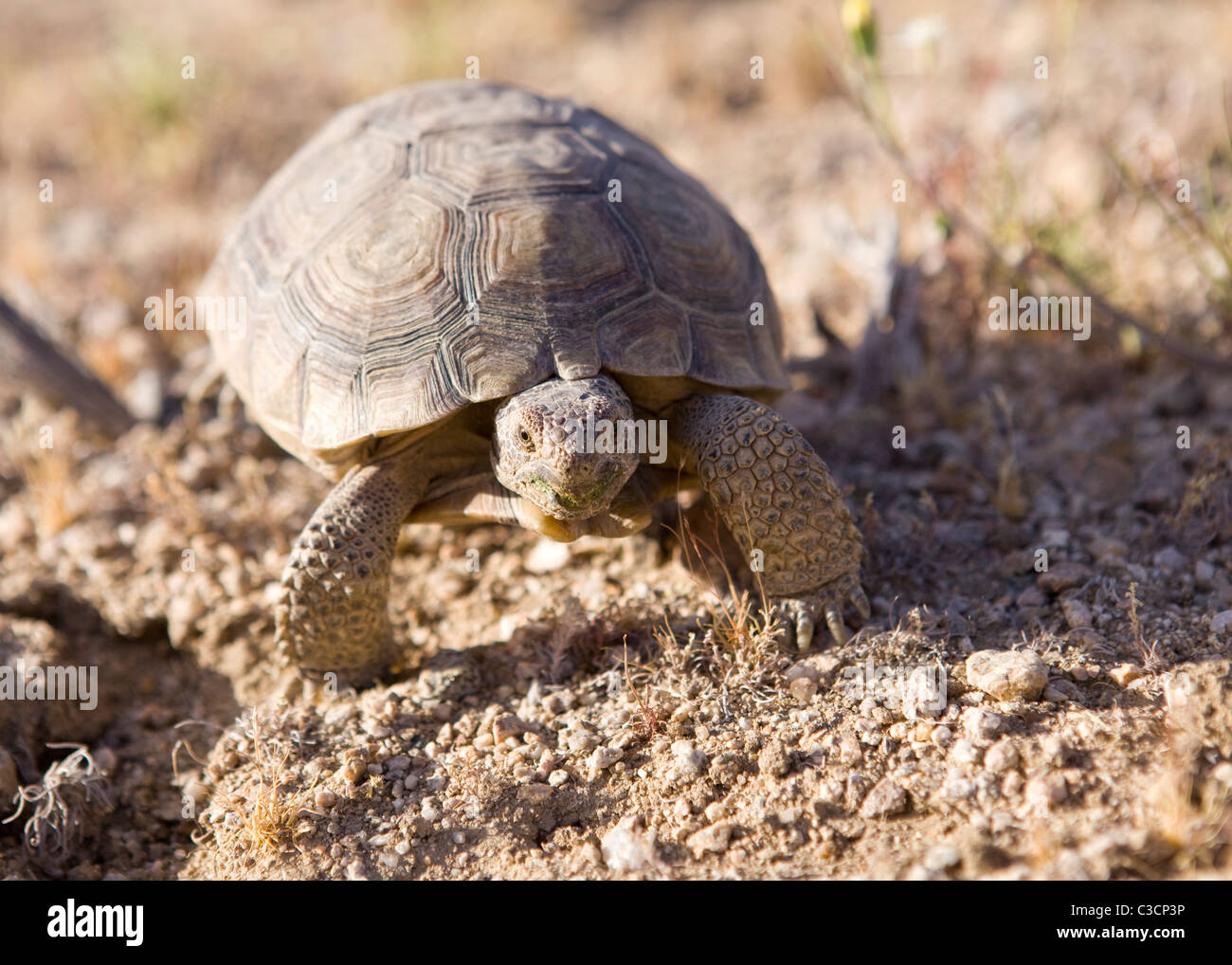 Mojave desert tortoise (Gopherus agassizii) in its natural habitat - Mojave desert, California USA Stock Photo