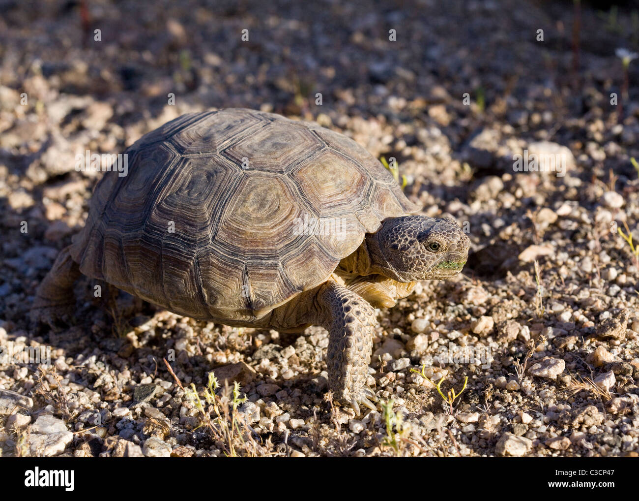 Mojave desert tortoise (Gopherus agassizii) in its natural habitat - Mojave desert, California USA Stock Photo