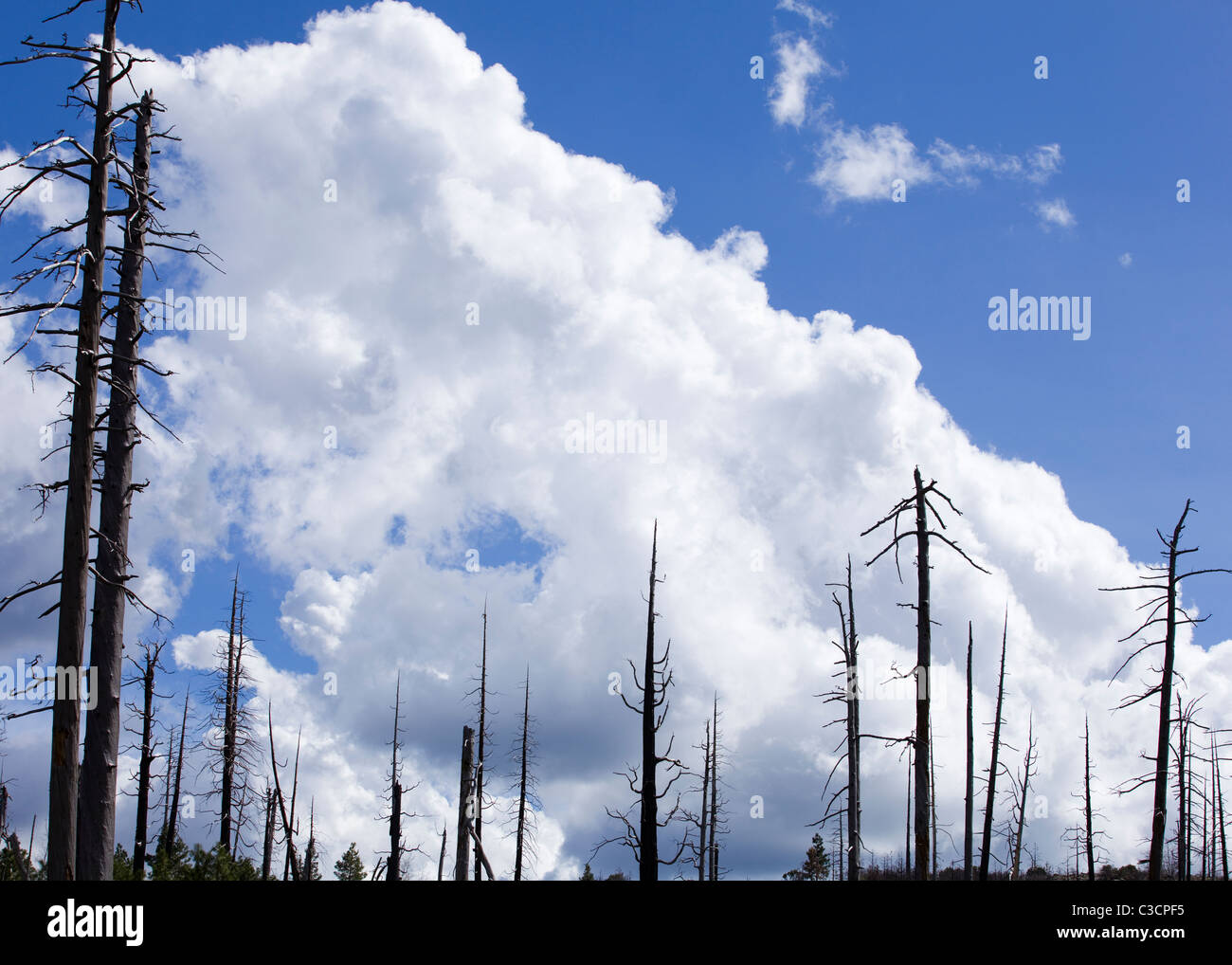 Trees burned in forest fire, against blue cloudy sky - Sierra Nevada mountains, California USA Stock Photo