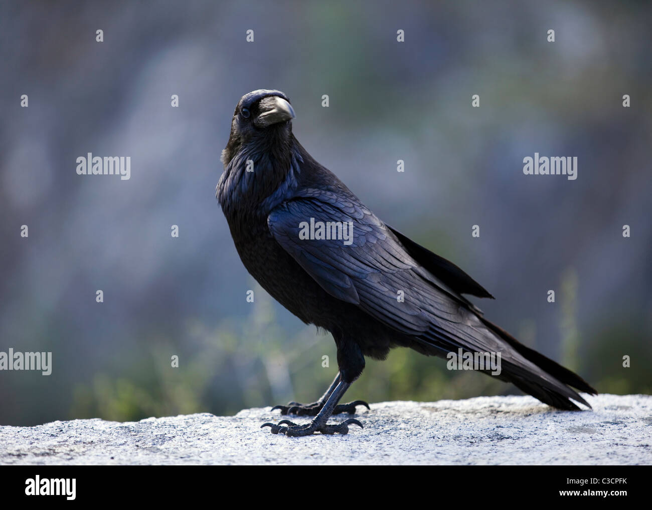 A closeup profile view of American Crow (Corvus brachyrhynchos) Stock Photo