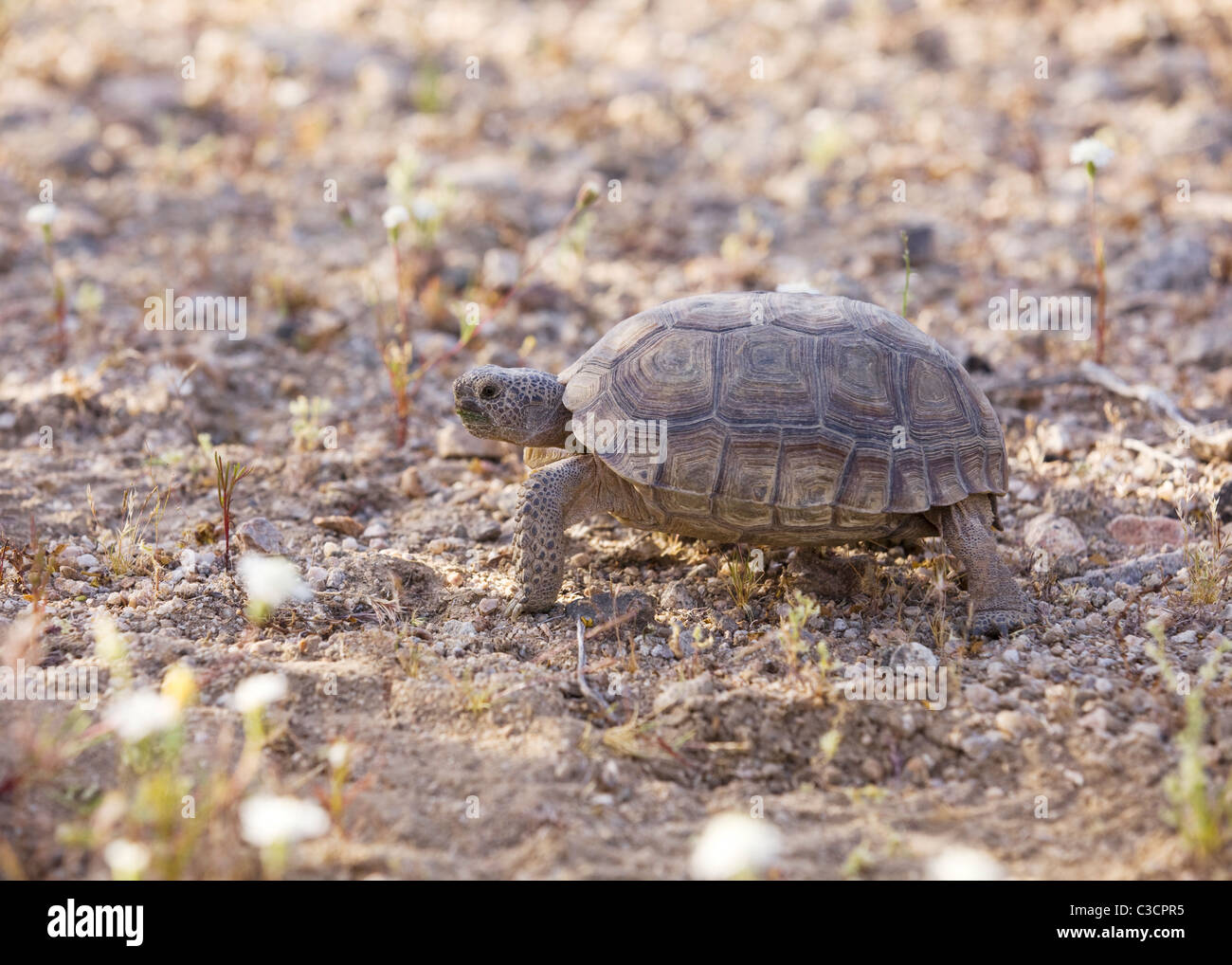 Mojave desert tortoise (Gopherus agassizii) in its natural habitat - Mojave desert, California USA Stock Photo