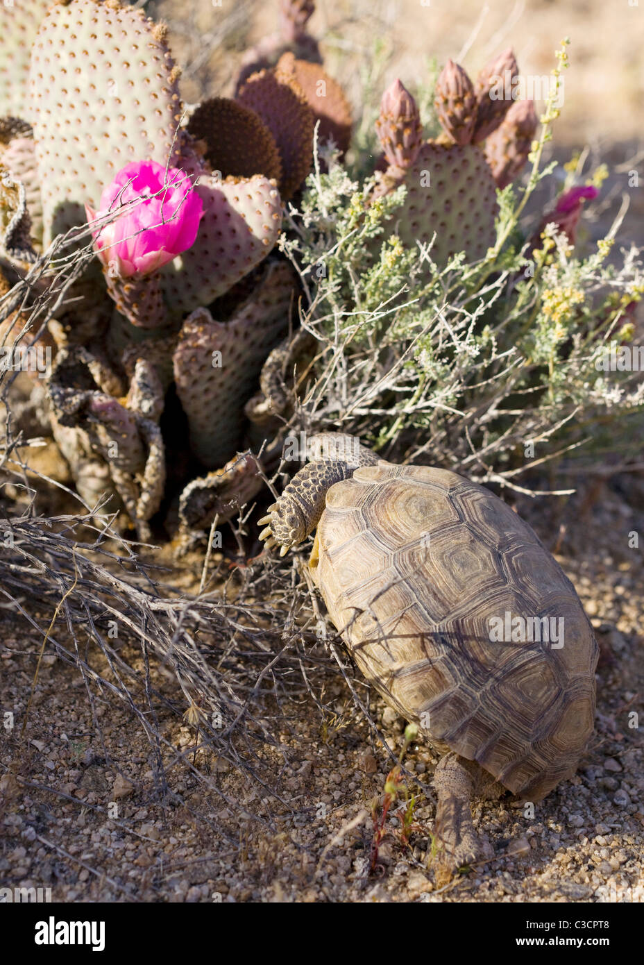 Mojave desert tortoise (Gopherus agassizii) climbing a beavertail cactus to eat its flower - Mojave, California USA Stock Photo
