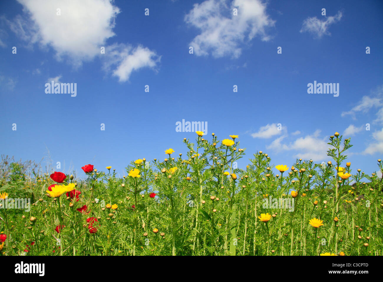 Israel, Upper Galilee, wildflowers in Einot Gaaton Stock Photo - Alamy