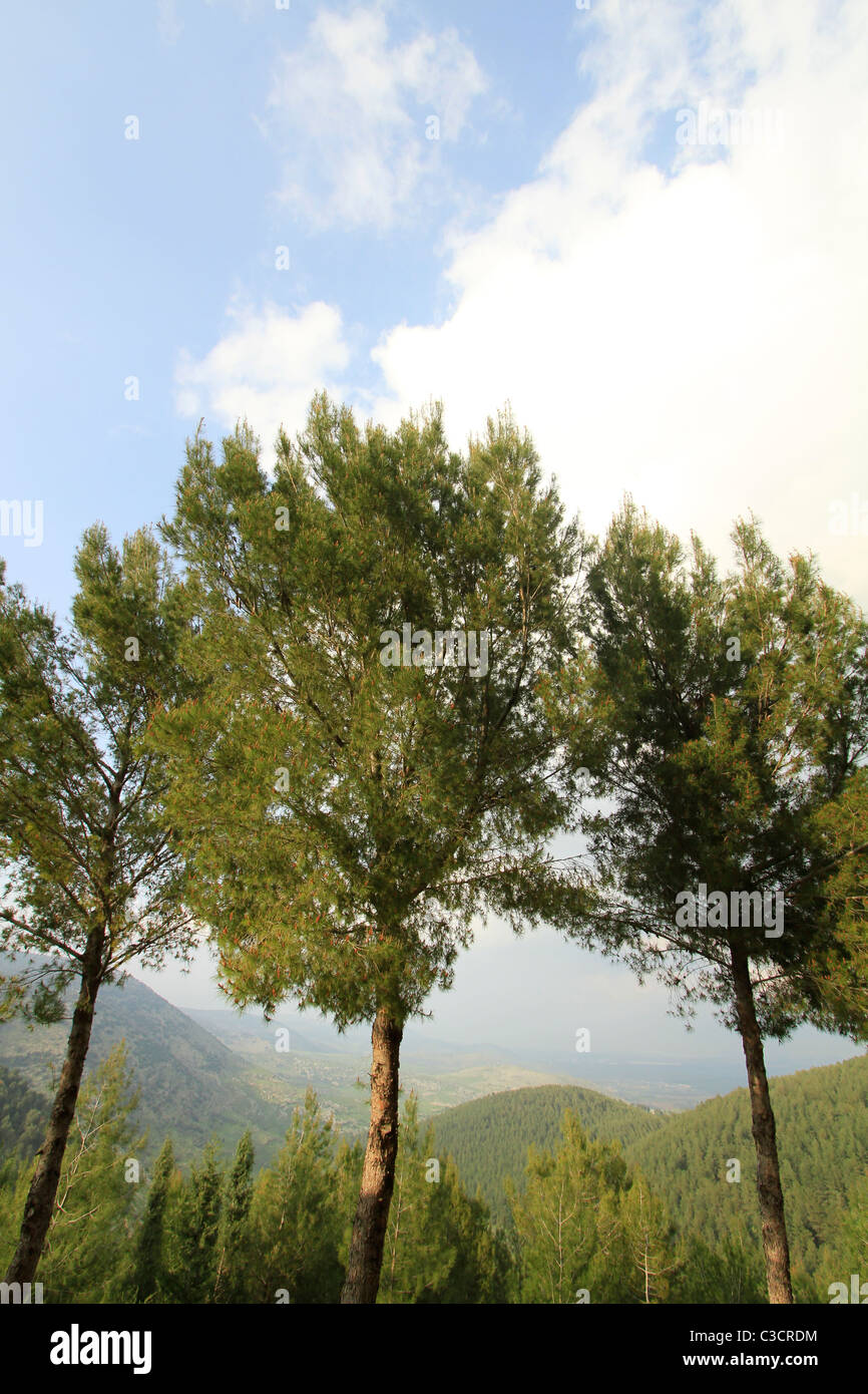 Israel, Upper Galilee, Pine trees in Biria forest Stock Photo