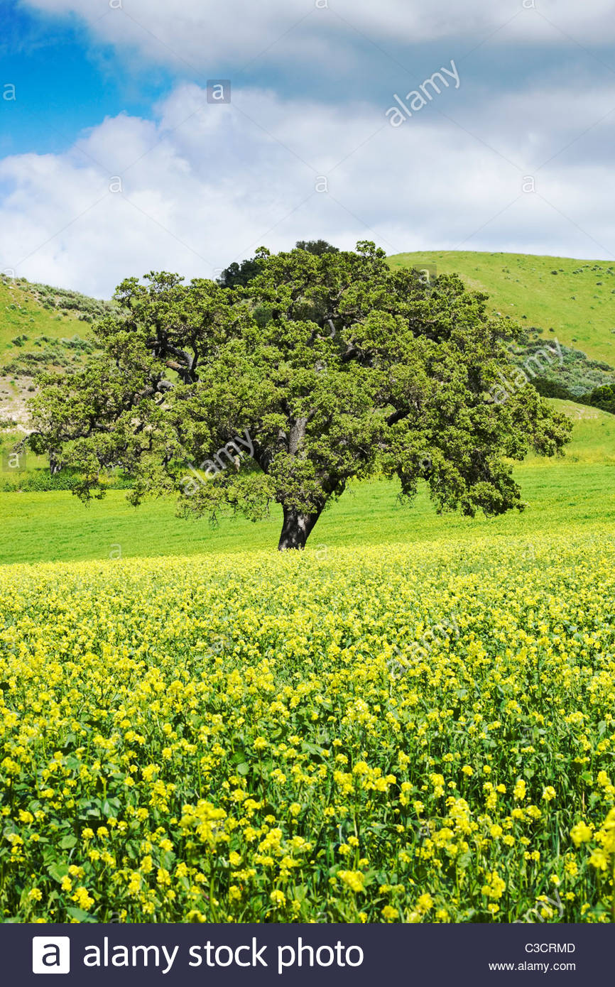 California Oak Tree In Mustard High Resolution Stock Photography and