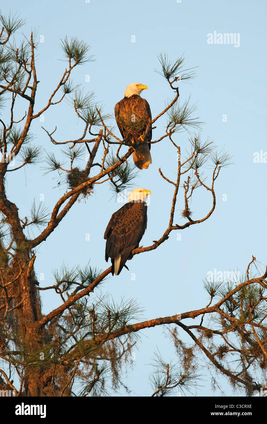 an adult male and female pair of bald eagles perched in a tree illuminated by the first rays of light from the morning sun Stock Photo