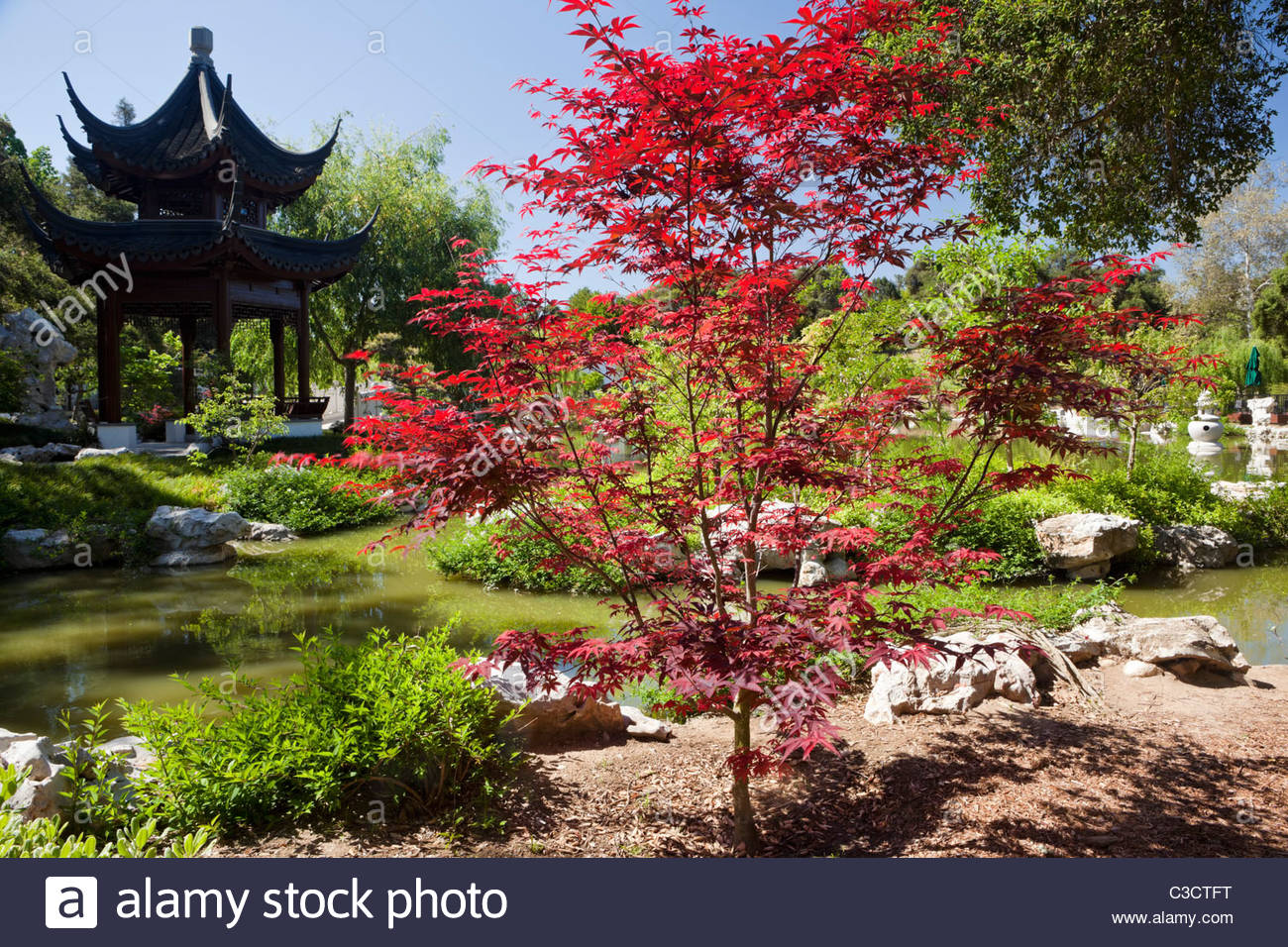 Chinese Red Maple Tree High Resolution Stock Photography and Images - Alamy