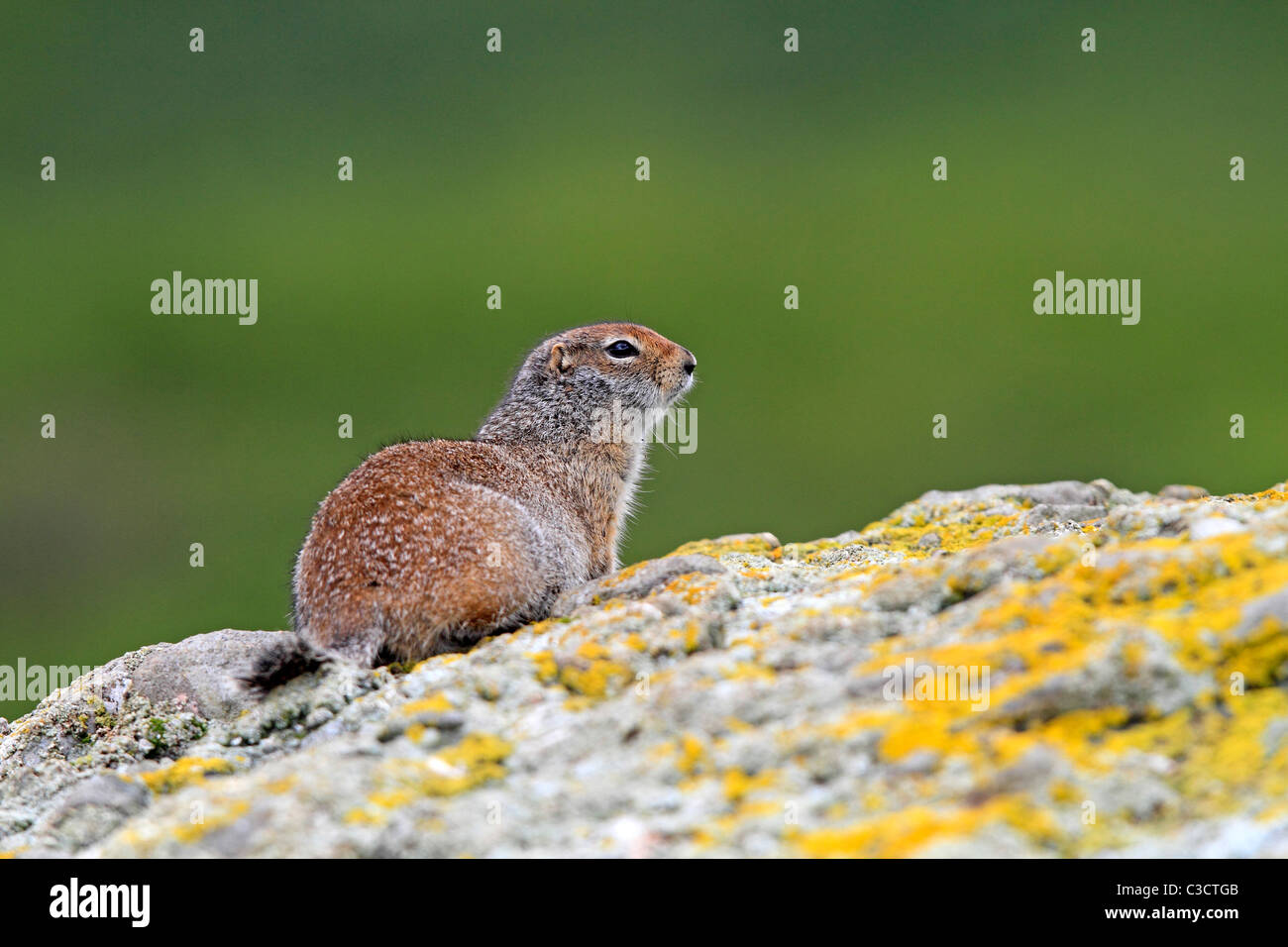 Arctic Ground Squirrel (Spermophilus parryii). Adult on a rock. McNeil River Bear Viewing and Wildlife Sanctuary, Alaska, USA. Stock Photo