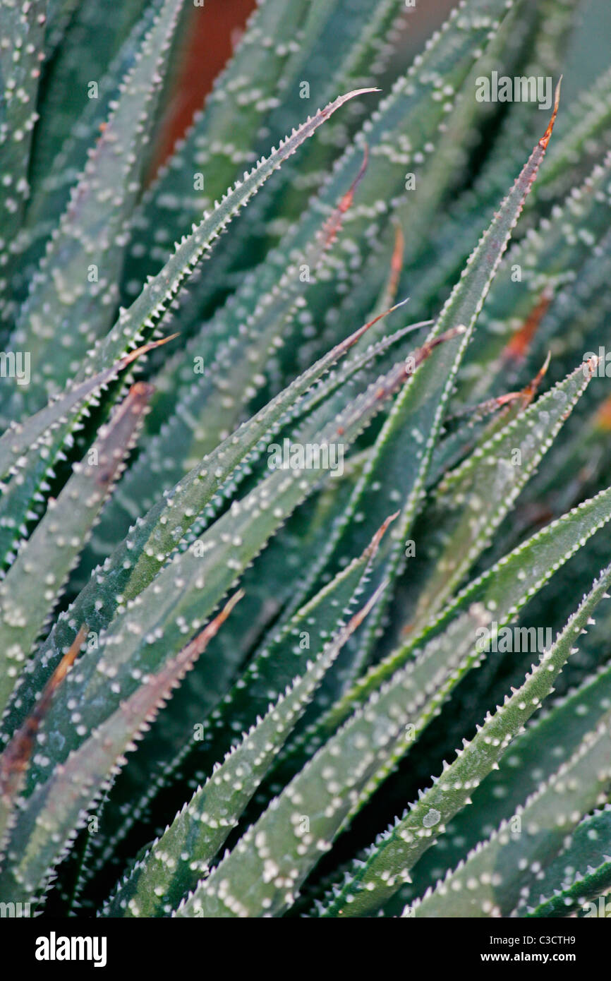 Aloe aristata  ‘Lace Aloe’. Stock Photo