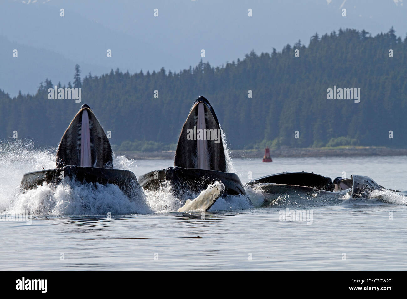 Humpback Whale (Megaptera novaeangliae). Group lunge-feeding for krill (after bubble-netting). Stock Photo