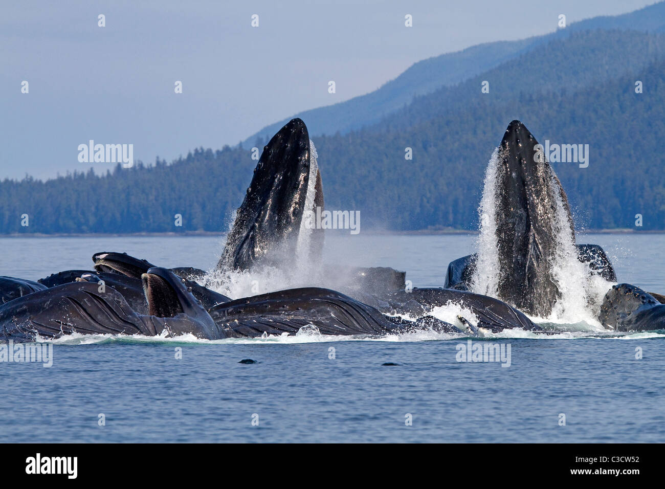 Humpback Whale (Megaptera novaeangliae). Group lunge-feeding for krill (after bubble-netting). Stock Photo