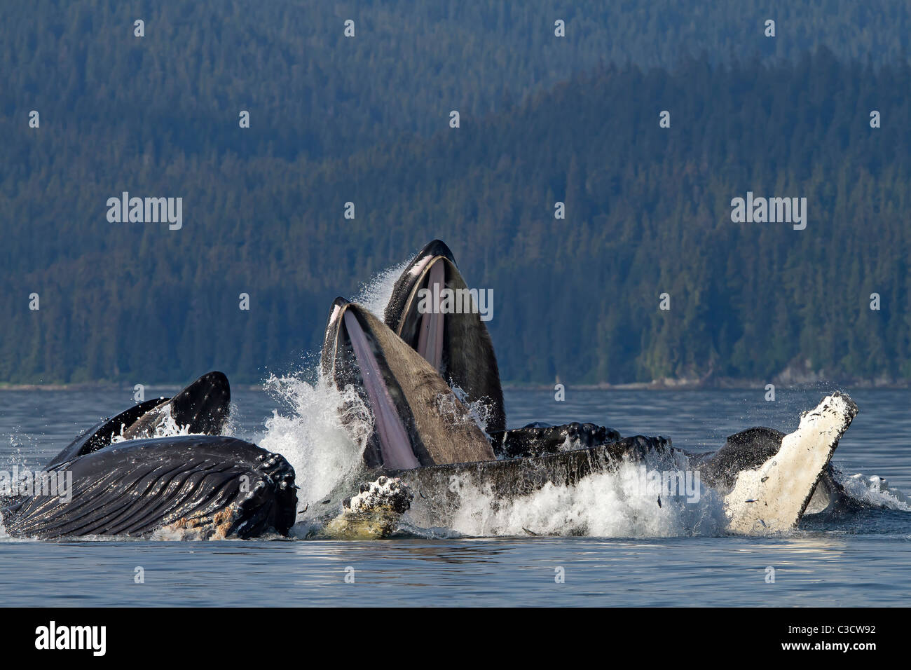 Humpback Whale (Megaptera novaeangliae). Group lunge-feeding for krill (after bubble-netting). Stock Photo