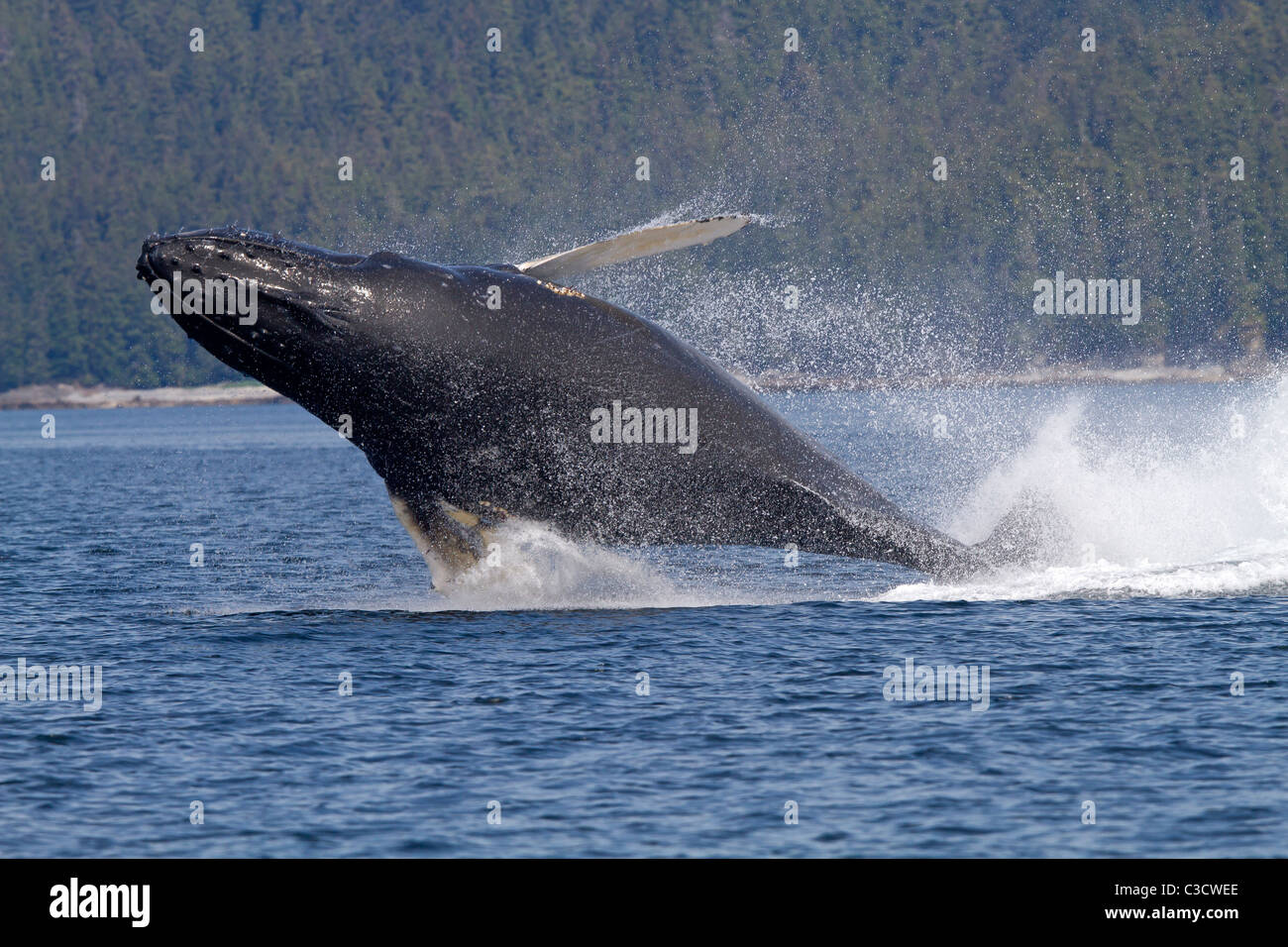 Humpback Whale (Megaptera novaeangliae), leaping into the air, rotating and landing on its back or side to create a chin-slap. Stock Photo