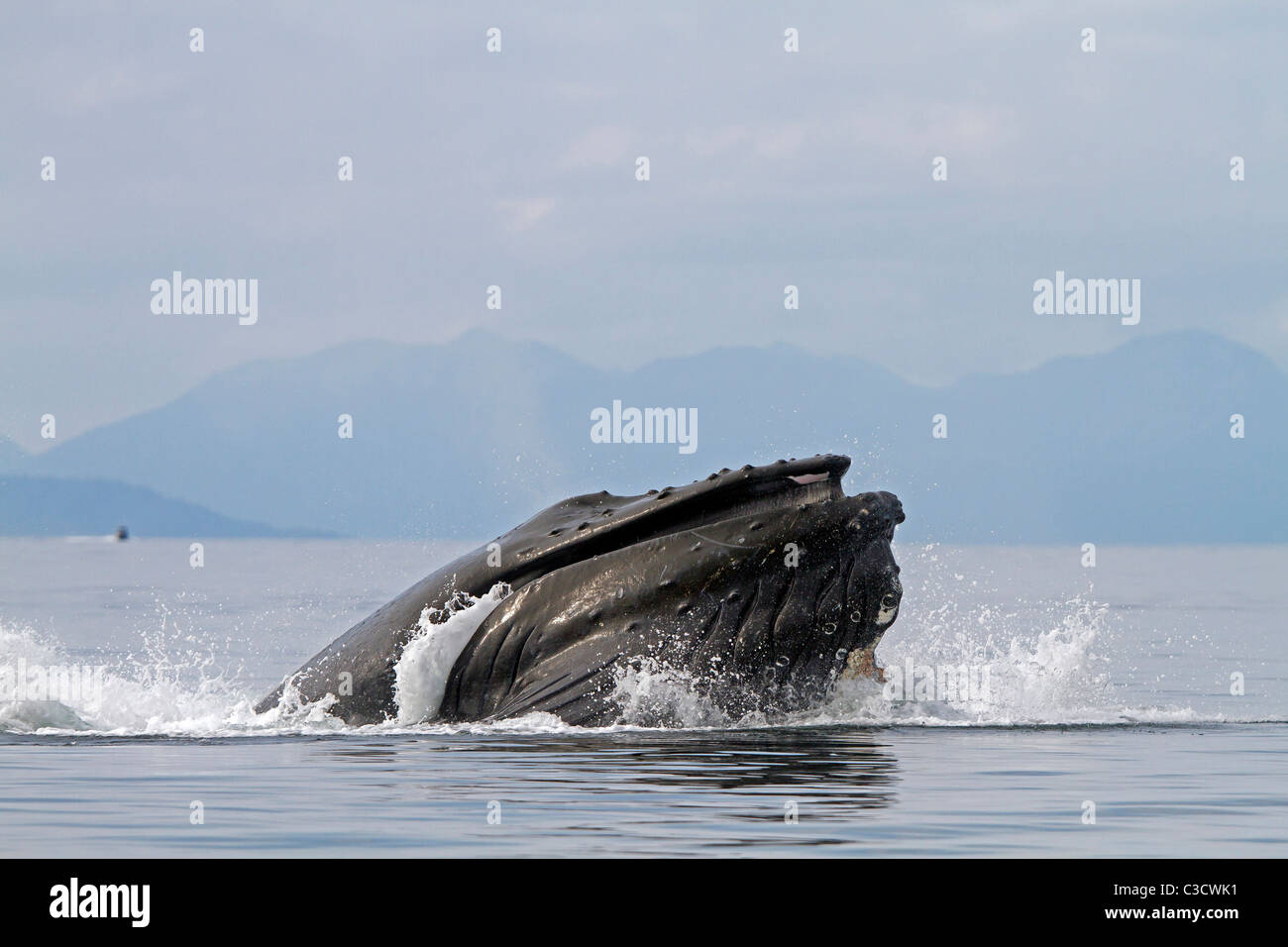 Humpback Whale (Megaptera novaeangliae). Single individual lunge-feeding for krill (after bubble-netting). Stock Photo