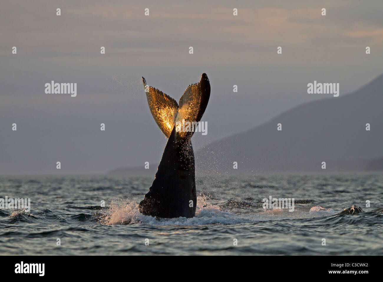 Humpback Whale (Megaptera novaeangliae) raising its fluke high into the air. Frederick Sound, South-east Alaska, USA. Stock Photo