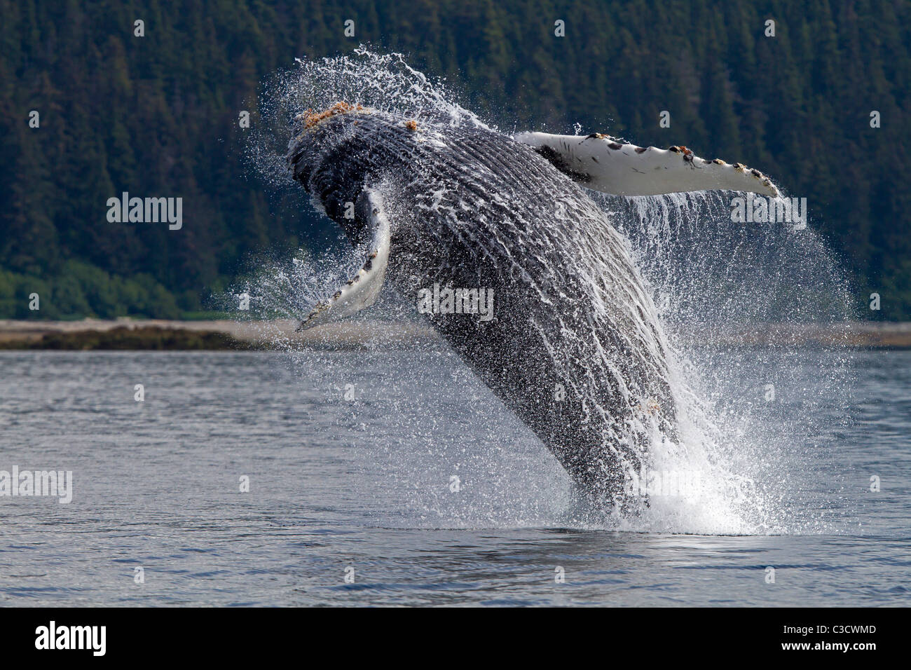 Humpback Whale (Megaptera novaeangliae), leaping into the air, rotating and landing on its back or side to create a chin-slap. Stock Photo