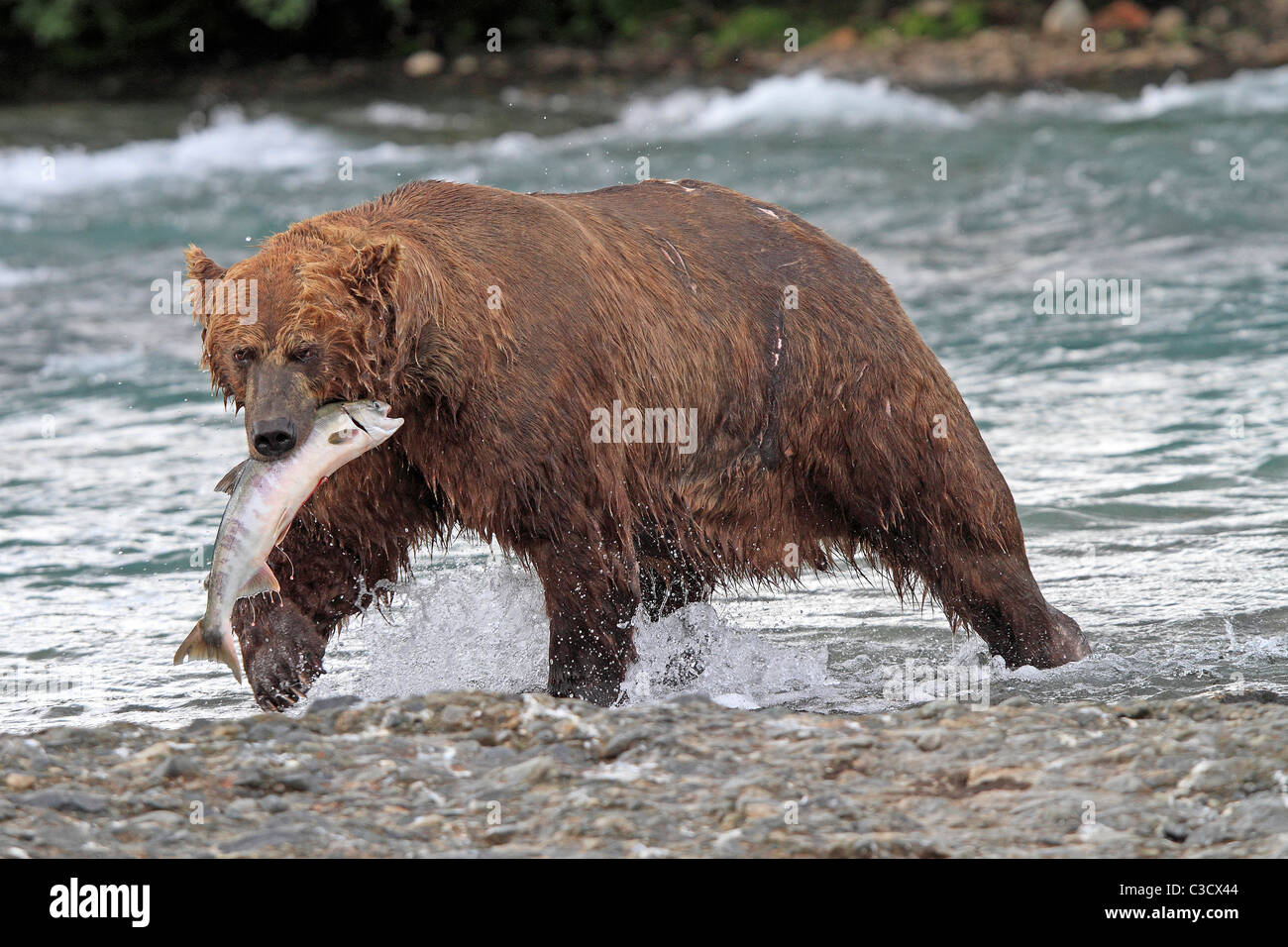Alaskan Brown Bear (Ursus arctos middendorffi, Ursus middendorffi) with caught Chum Salmon in Mc Neil River. Stock Photo