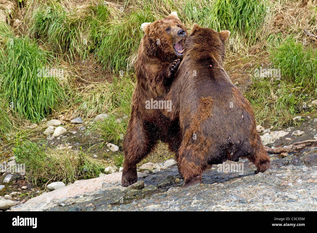 Alaskan Brown Bear (Ursus arctos middendorffi, Ursus middendorffi). Two individuals fighting. Mc Neil River Stock Photo