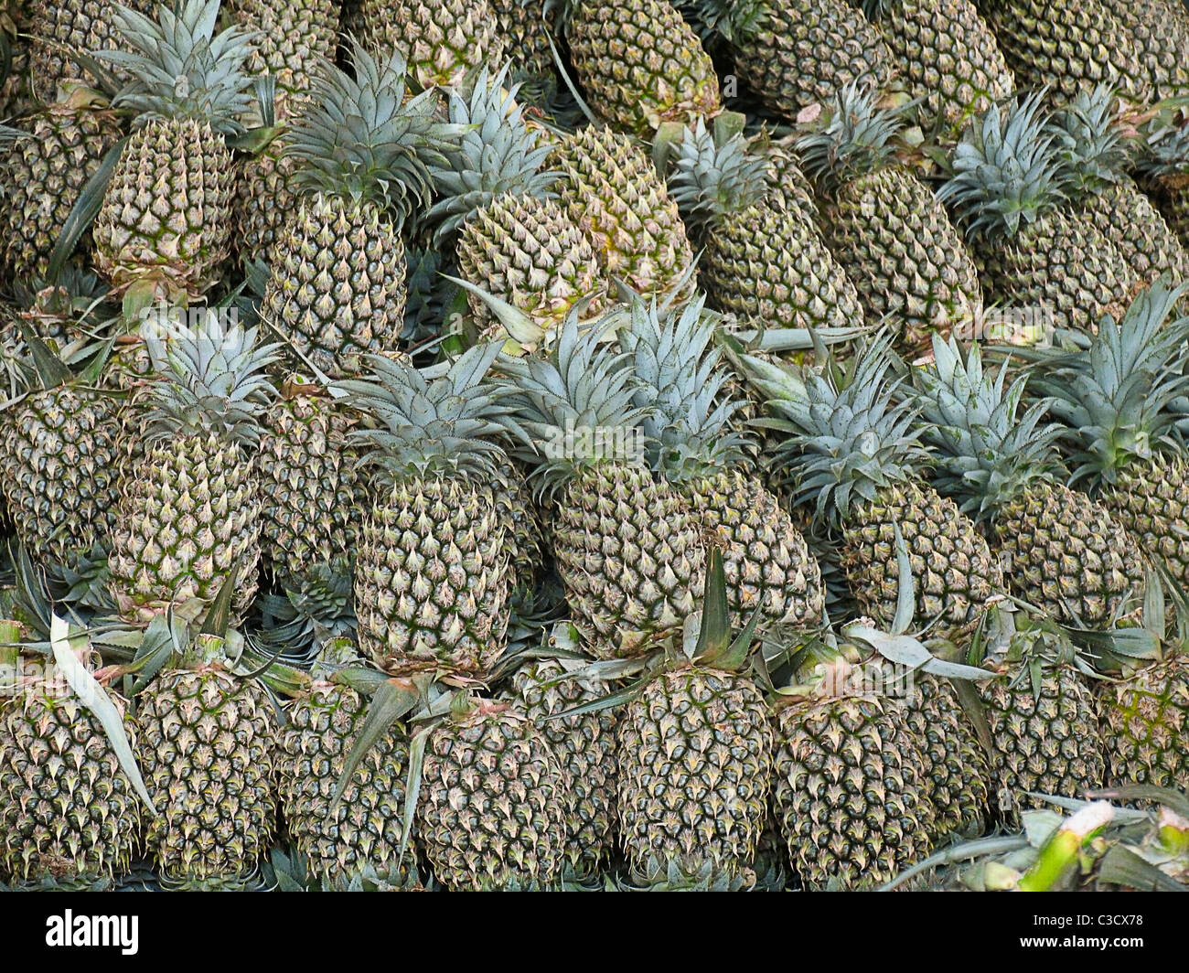 Pineapples, Ananas comosus, Bromeliaceae arranged at market for sell Stock Photo