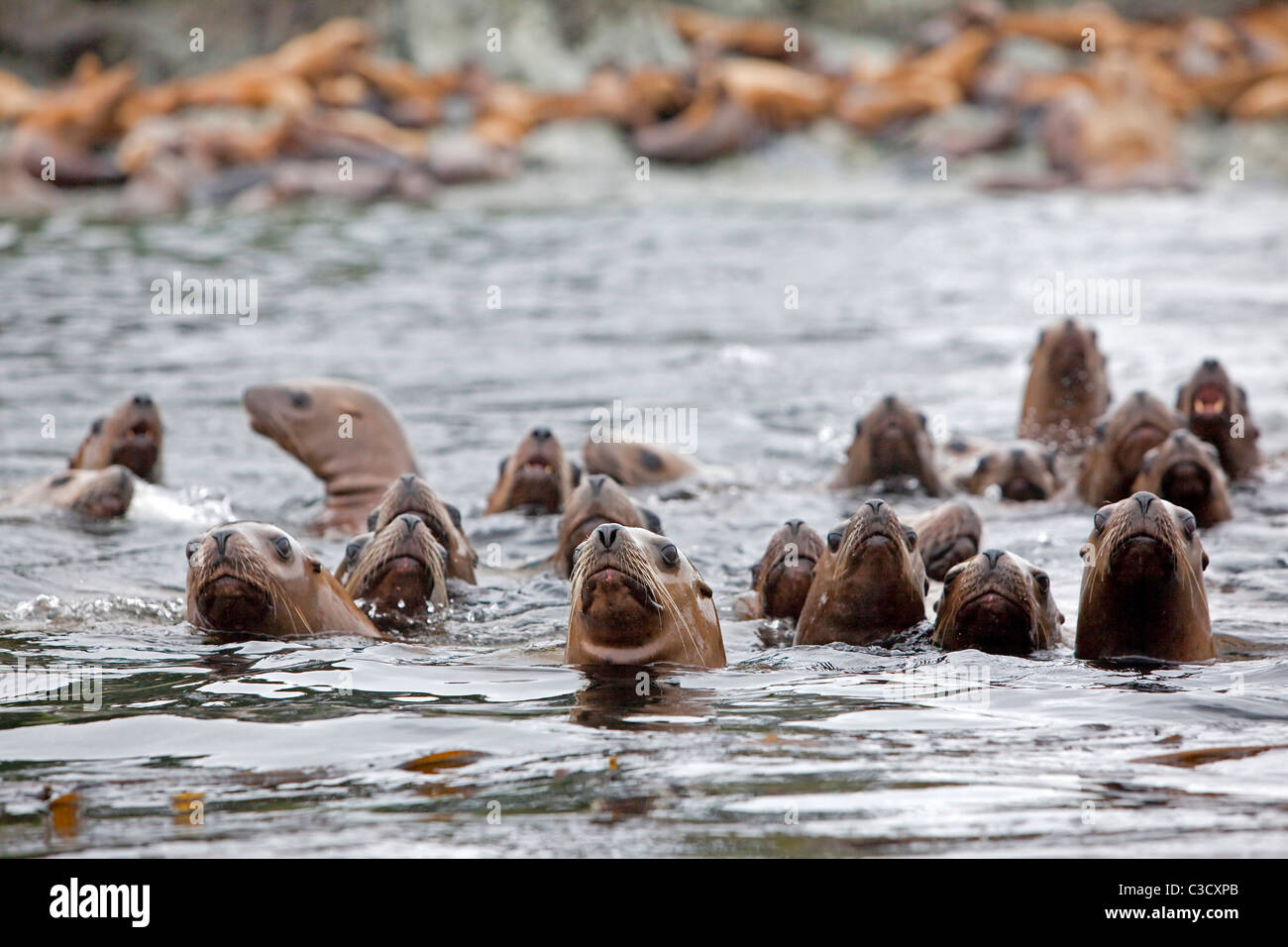 Steller Sea Lion, Northern Sea Lion (Eumetopias jubatus), group swimming in the sea. Alaska. Stock Photo