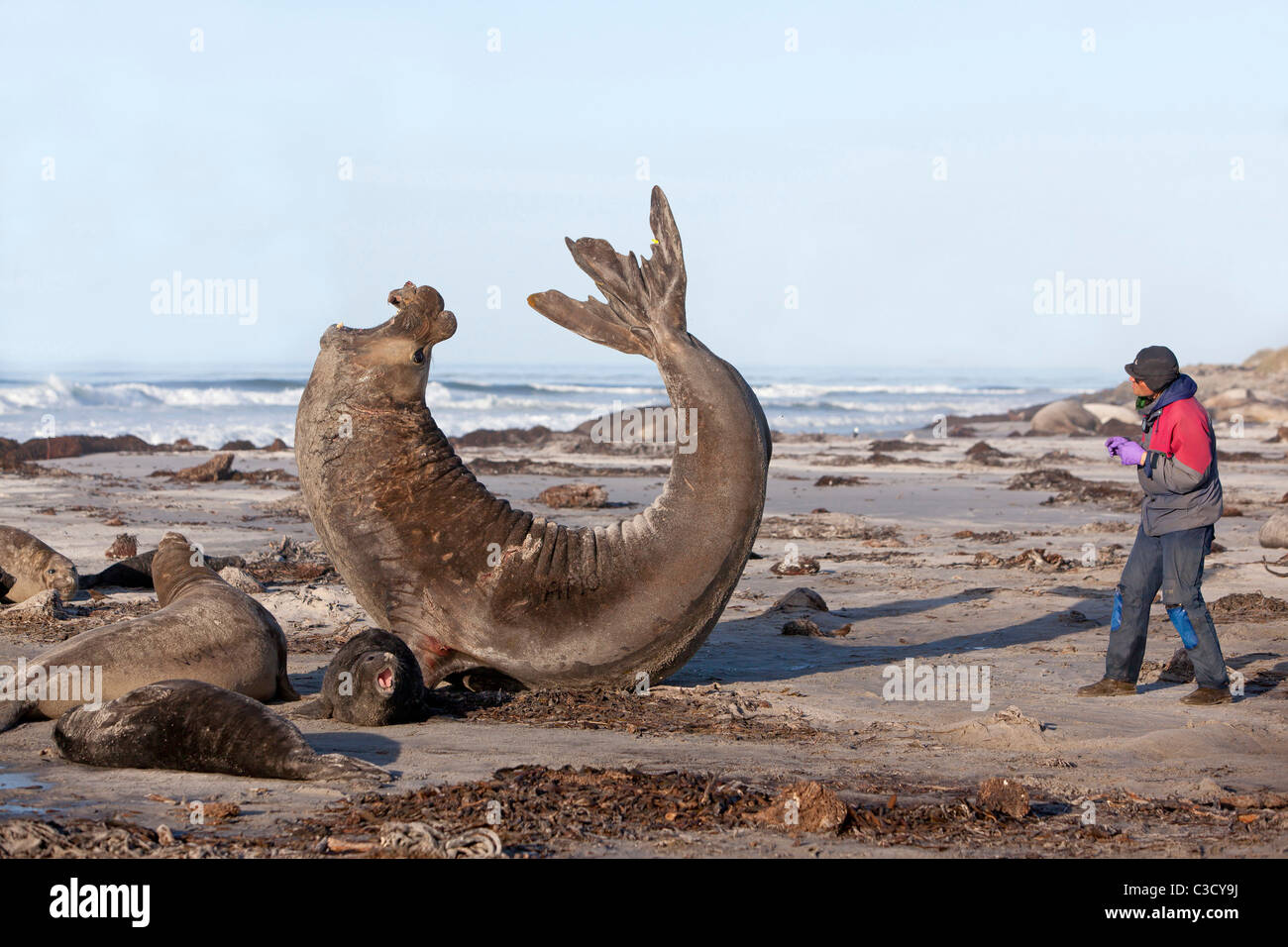 Southern Elephant Seal (Mirounga leonina). Woman approaching a roaring bull and its harem on a beach. Stock Photo