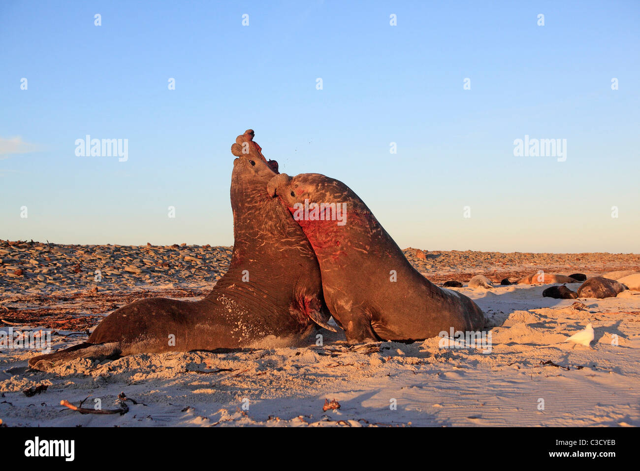 Southern Elephant Seal (Mirounga leonina). Two bulls fighting on a sandy beach. Stock Photo