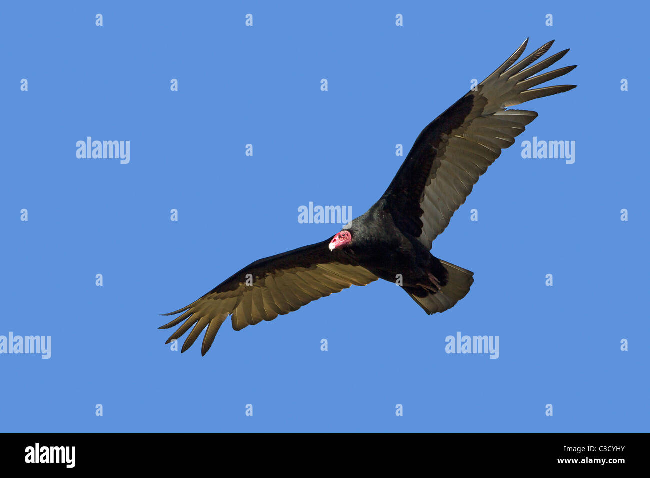 Turkey Vulture (Cathartes aura), adult in flight. Sea Lion Island, Falkland Islands. Stock Photo