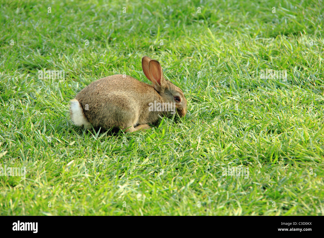 Brown rabbit lying in the grass. Stock Photo