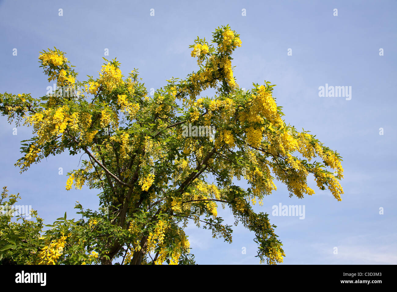 Laburnum tree Laburnum anagyroides in full flower in early spring in the UK Stock Photo