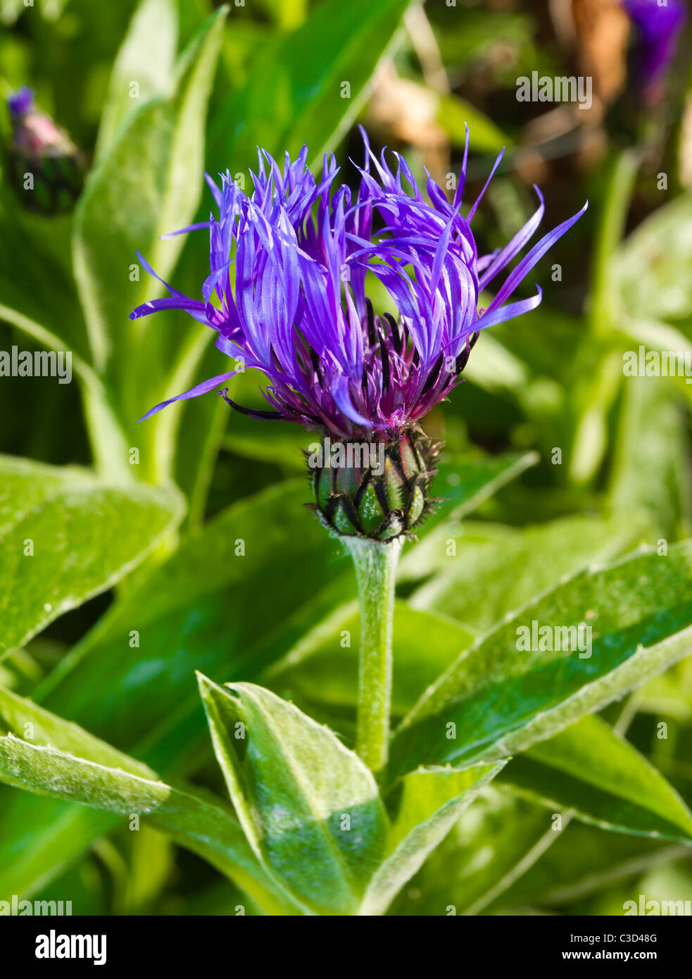 Vibrant blue and purple cornflower just starting to open in morning sun. Stock Photo