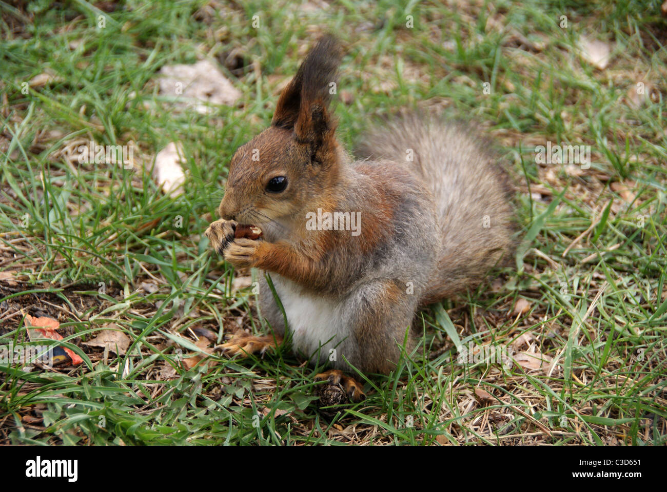Squirrel eats a nut Stock Photo