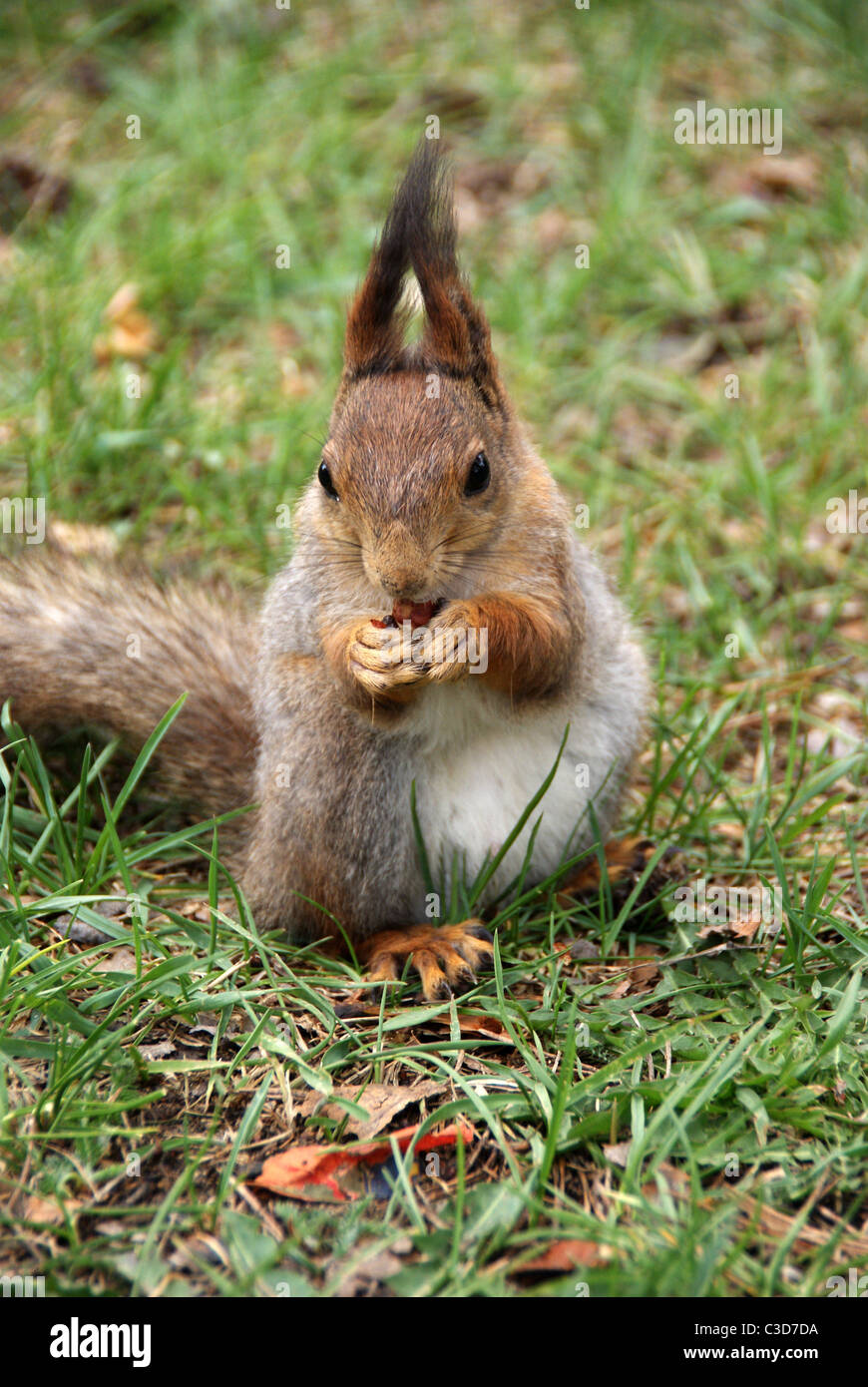 Squirrel is on a grass and eats a nut Stock Photo