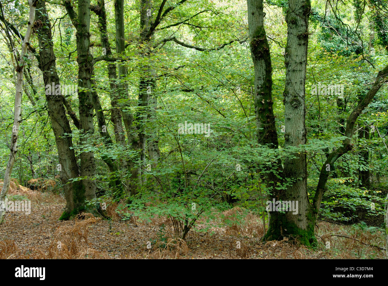 Otterbourne Park Wood, Hampshire, an ancient woodland with oak, ash