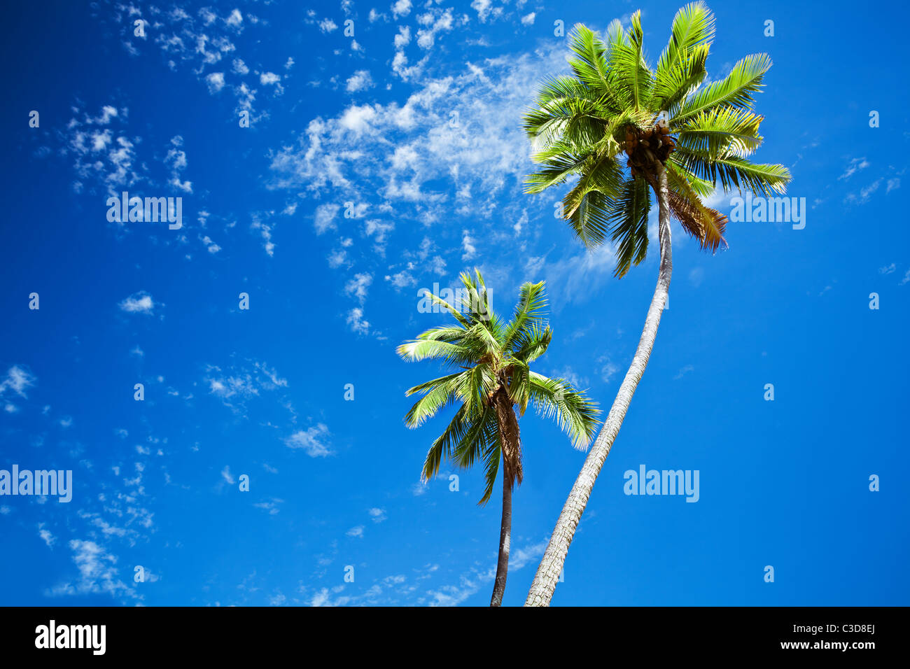 Close up of palm trees agains sunny blue sky Stock Photo - Alamy