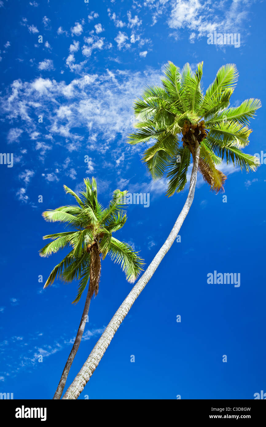 Close up of palm trees agains sunny blue sky Stock Photo - Alamy