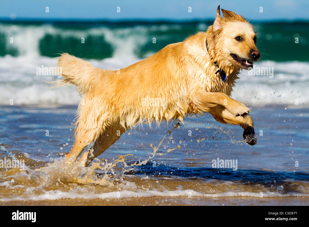 Golden retriever running and jumping in the water Stock Photo - Alamy