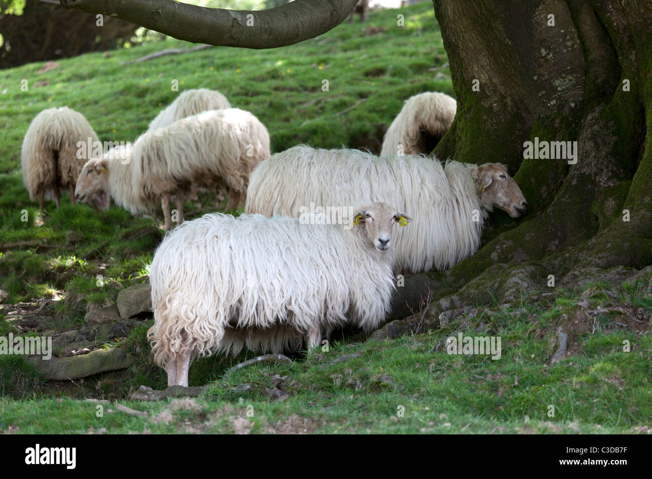 Brebis High Resolution Stock Photography And Images Alamy