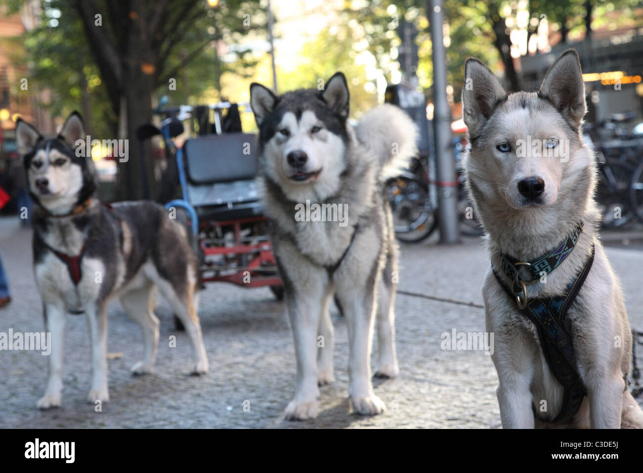 Huskies waiting for customers for a sightseeing tour, Berlin, Germany Stock Photo