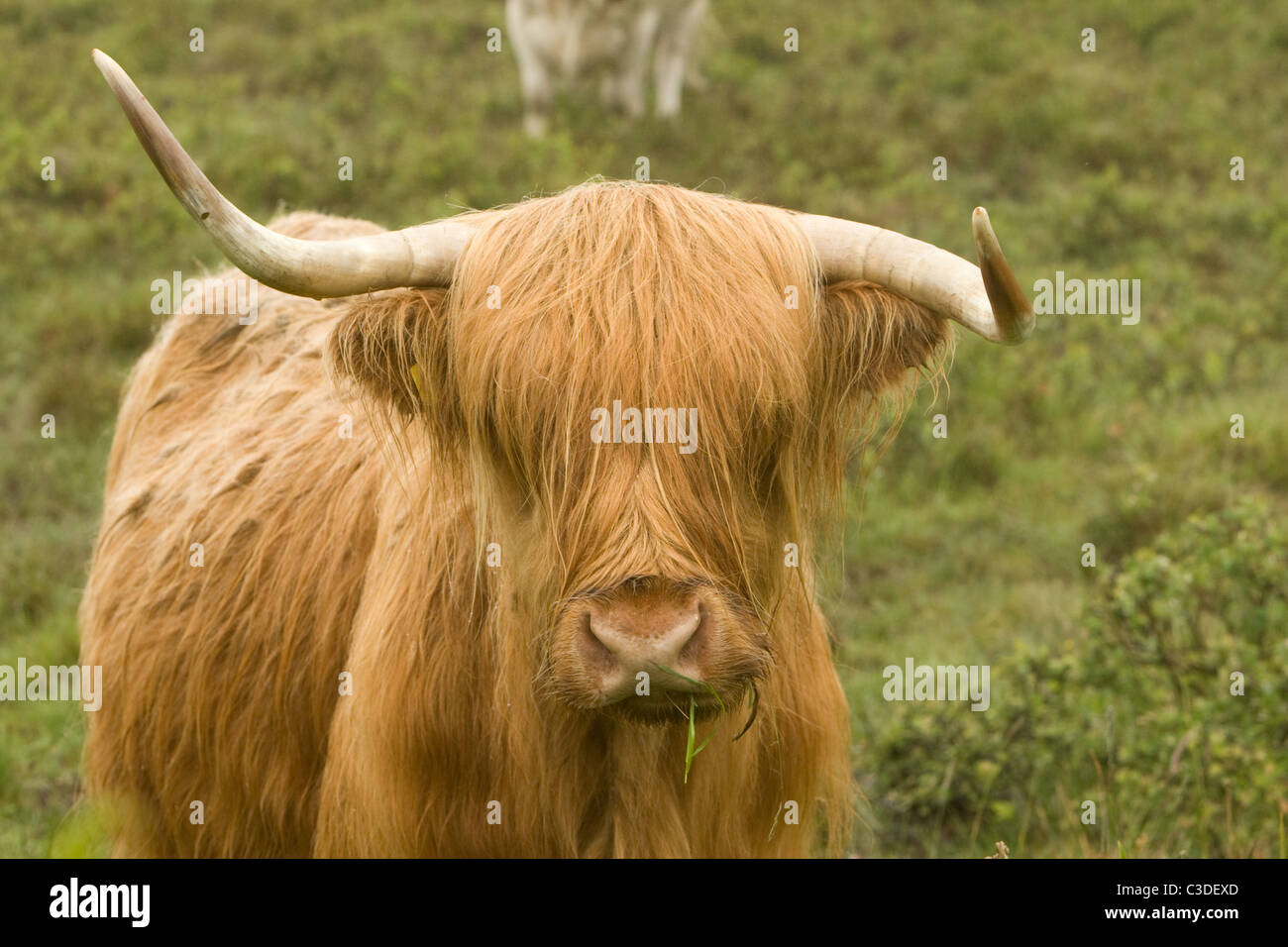 Highland Cow, Scottish Highlands Stock Photo - Alamy