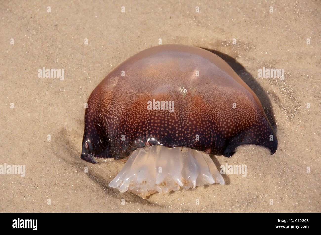 St. Simons Island. Cabbagehead jellyfish (Stomolophus