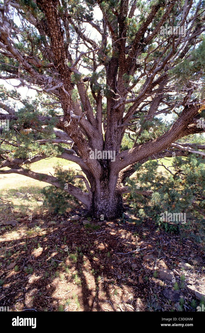 A juniper tree in the desert near Sedona known as an Alligator Juniper Stock Photo Alamy